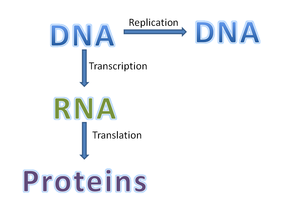 Central Dogma | Maxwell's Principles of Biology
